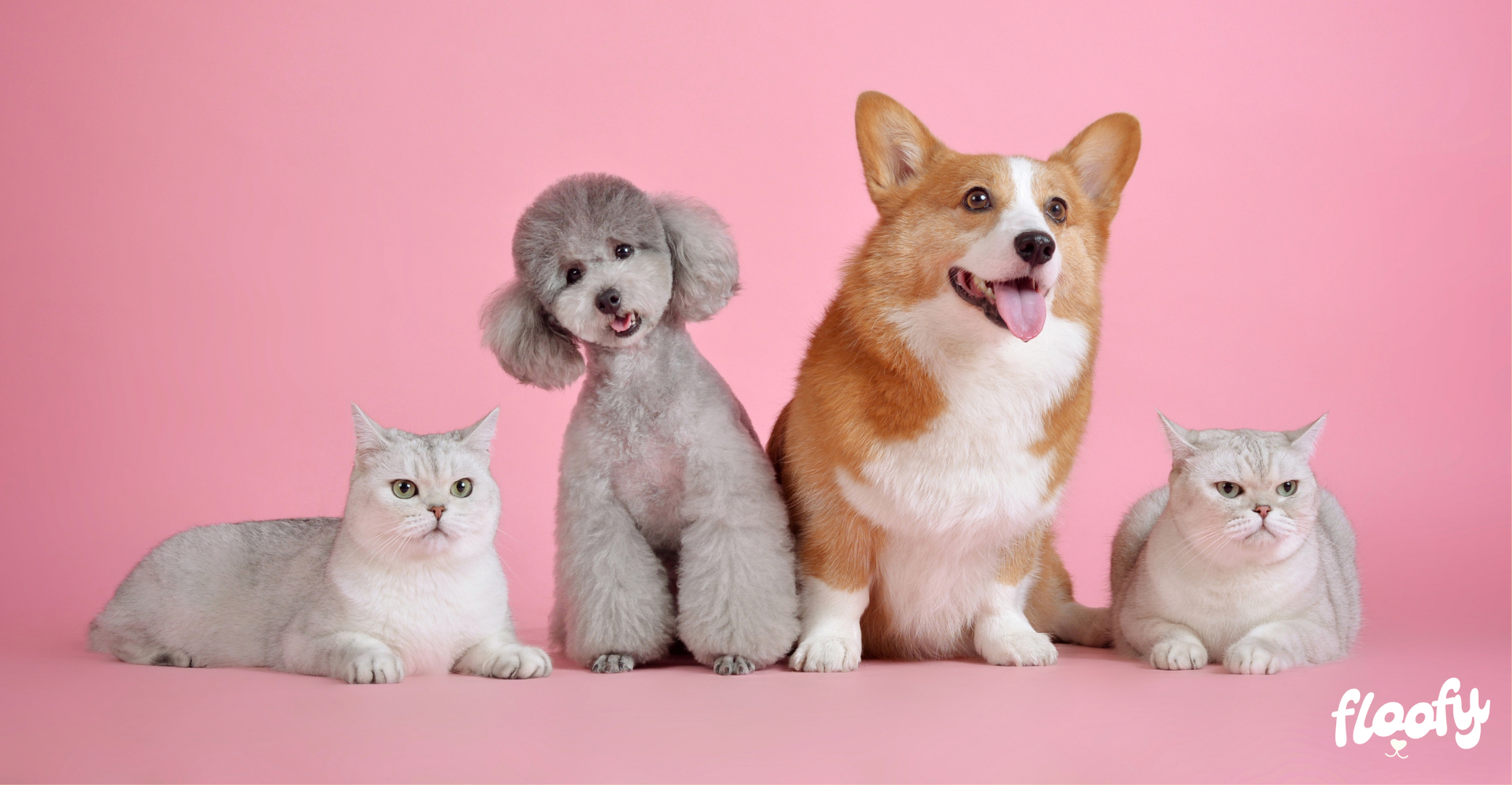 Welcome to Floofy: Your Go-To Aussie Pet Store for Happy, Healthy Pets!