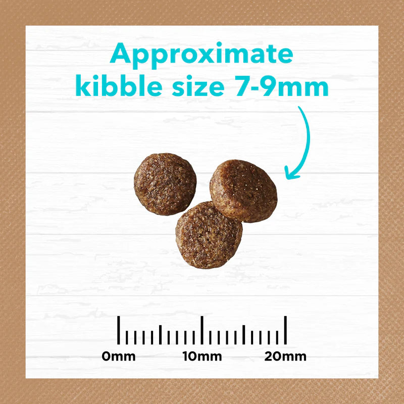 Ivory Coat – Kitten – GRAIN FREE – Ocean Fish & Salmon