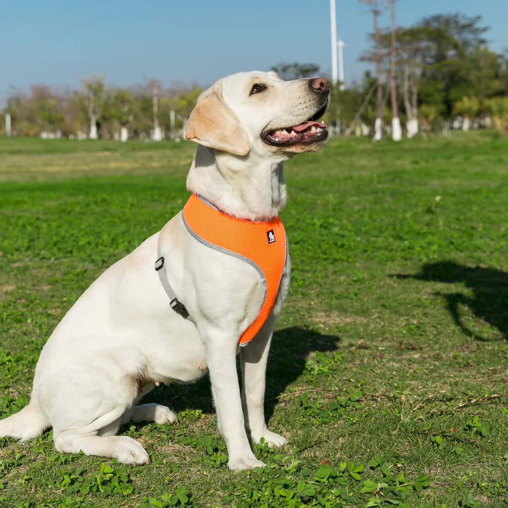 The Everyday Dog Harness with Steel D Ring - Orange