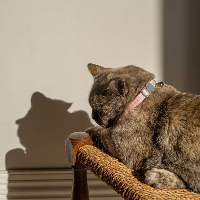 Dan & Sam – Cat Collar – Daisy Picnic