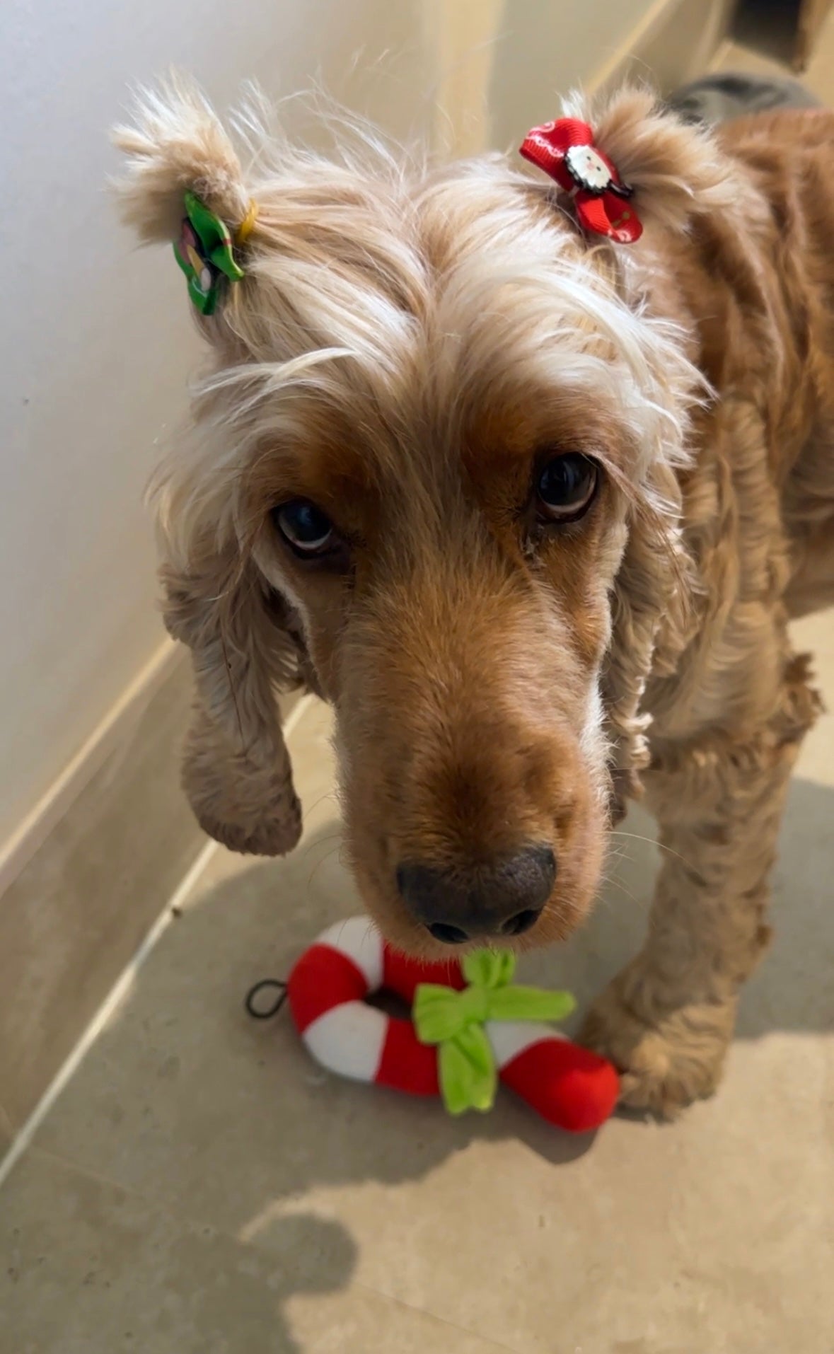 Christmas Candy Cane Dog Toy