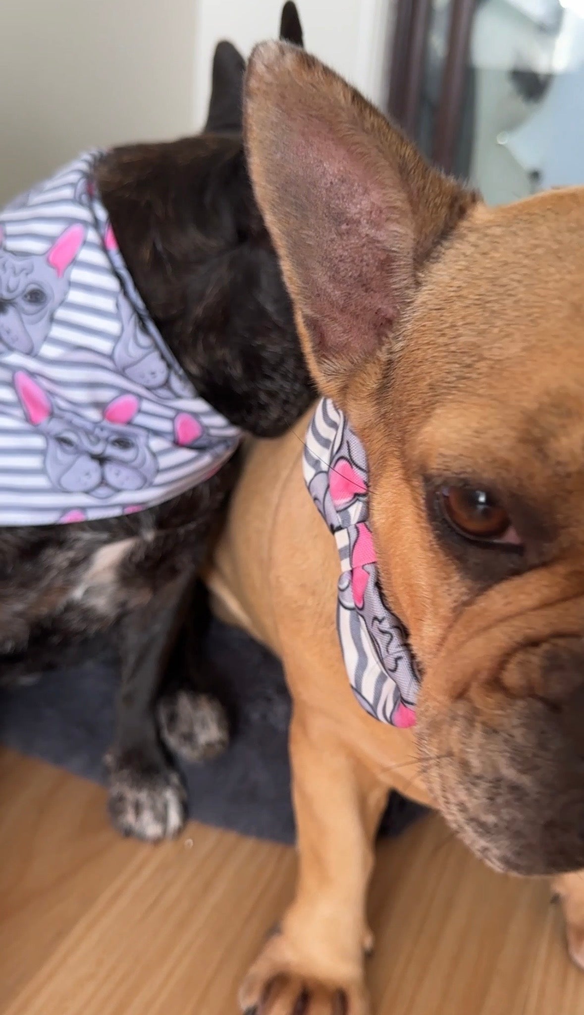 French Bulldog Dog Bandana Set – Matching Pet Accessories