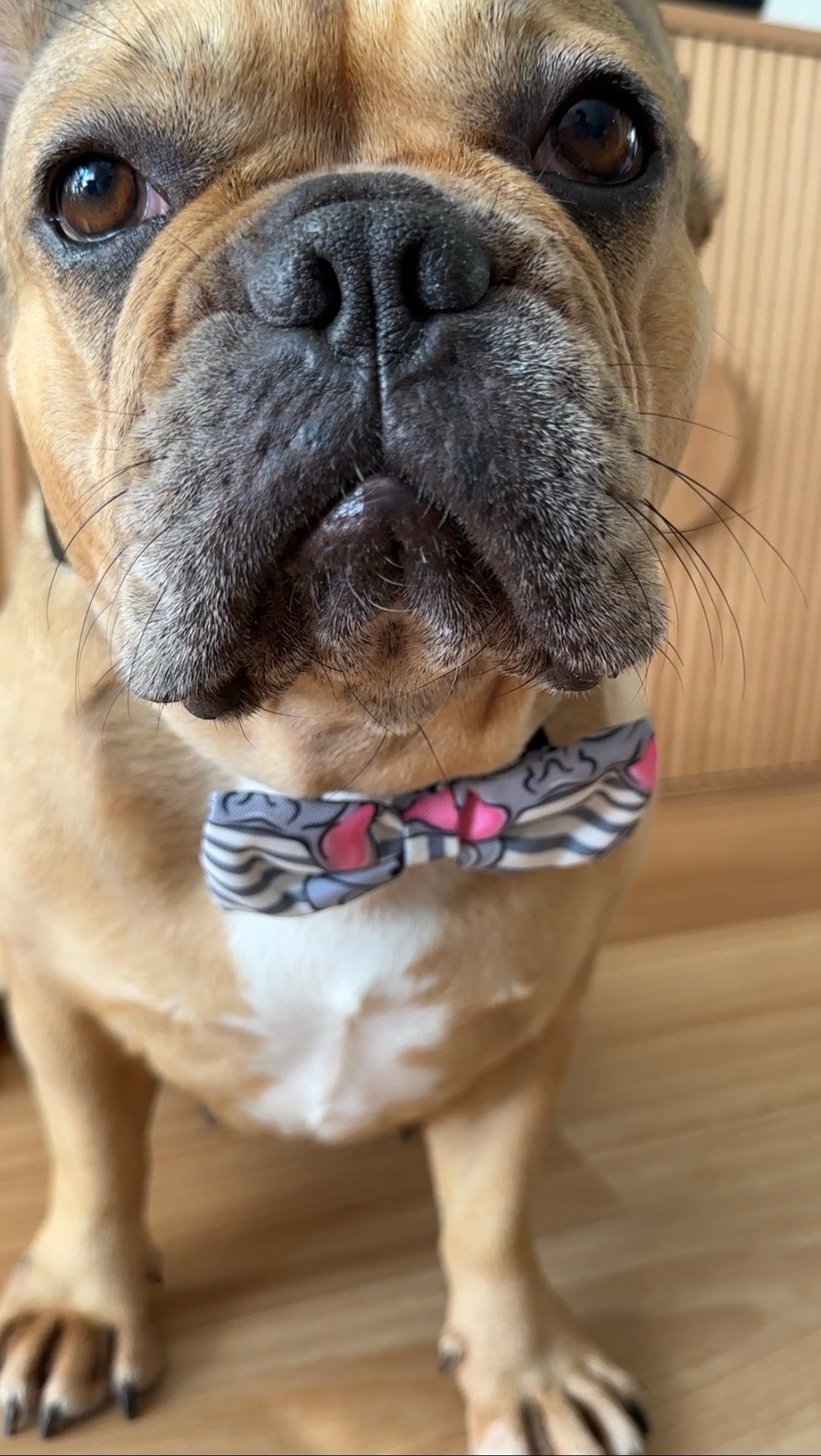 French Bulldog Dog Bandana Set – Matching Pet Accessories