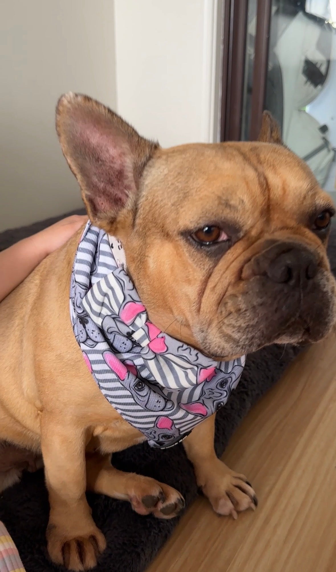 French Bulldog Dog Bandana Set – Matching Pet Accessories
