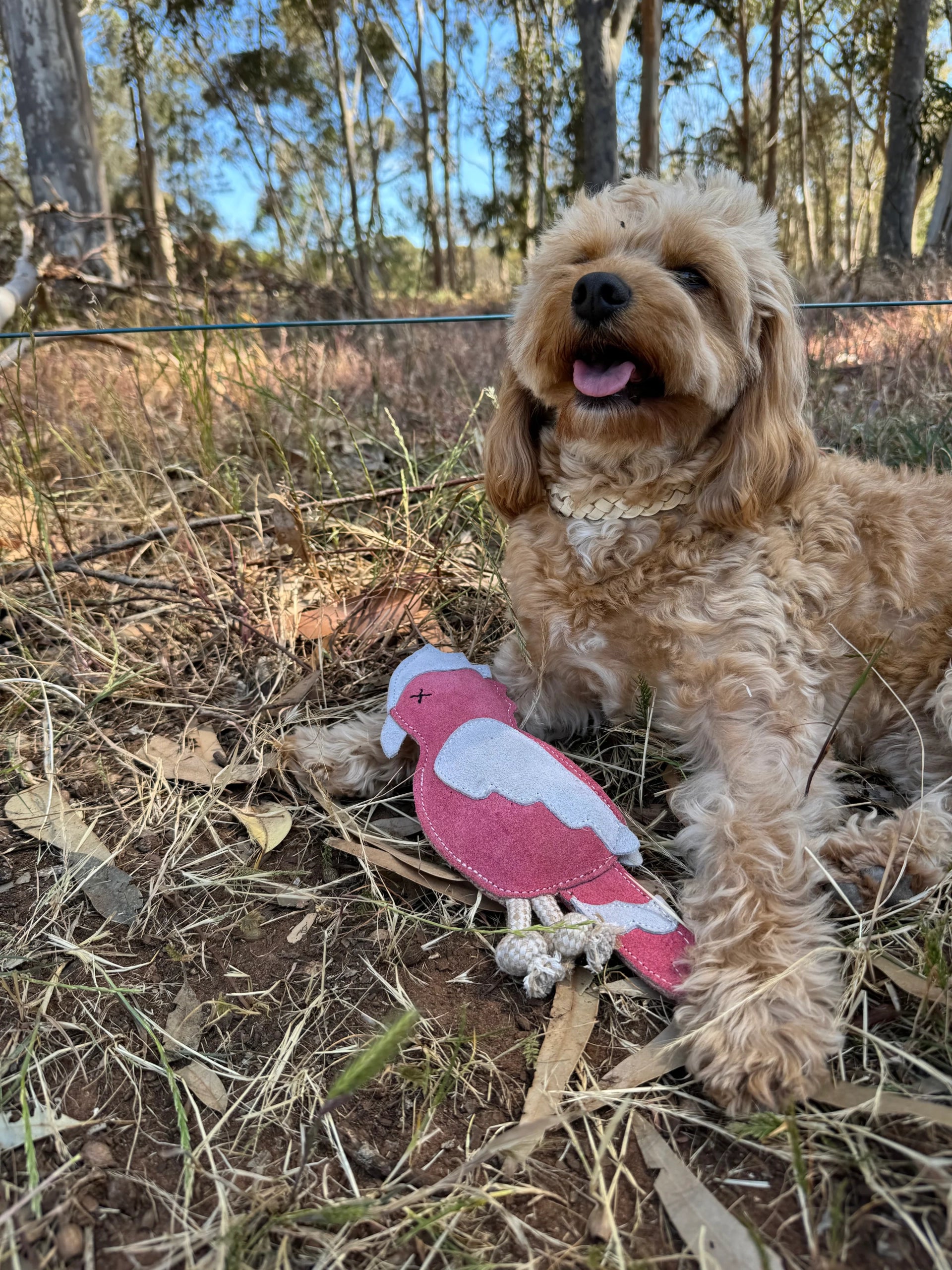 Georgie Paws – Gav the Galah Dog Toy