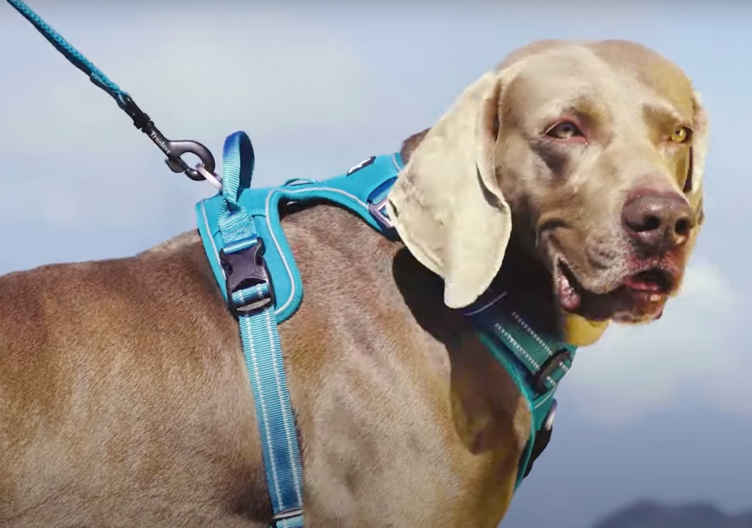 No Pull Explosion Proof Dog Harness - Blue