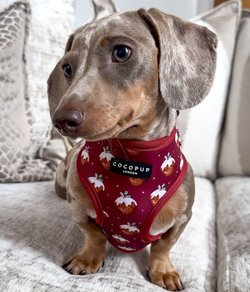 Cocopup London – Adjustable Neck Harness – Woofmas Pudding