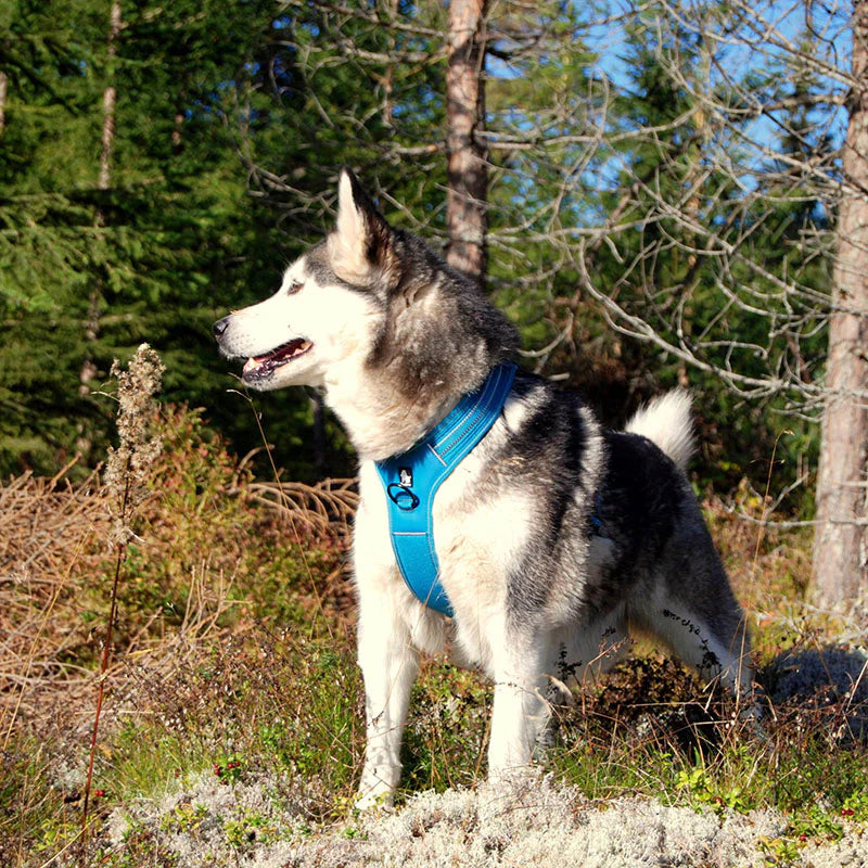 Heavy Duty Sports Dog Harness - Blue