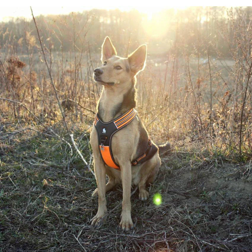 Heavy Duty Sports Dog Harness - Orange