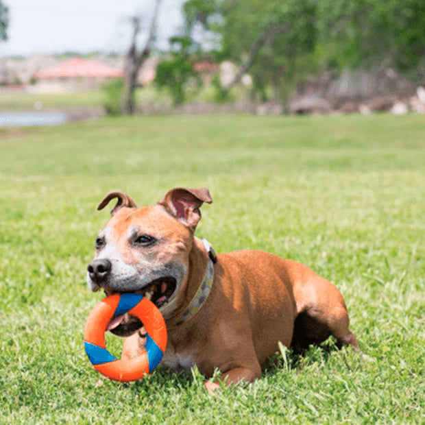 Chuckit! – Ultra Ring Dog Toy For High Energy Play