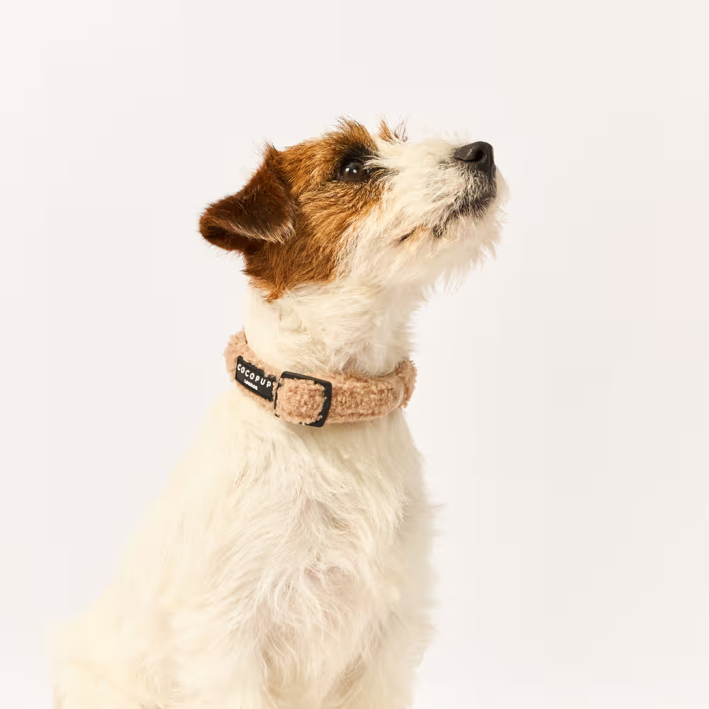 Cocopup London – Dog Collar – Teddy Rupert