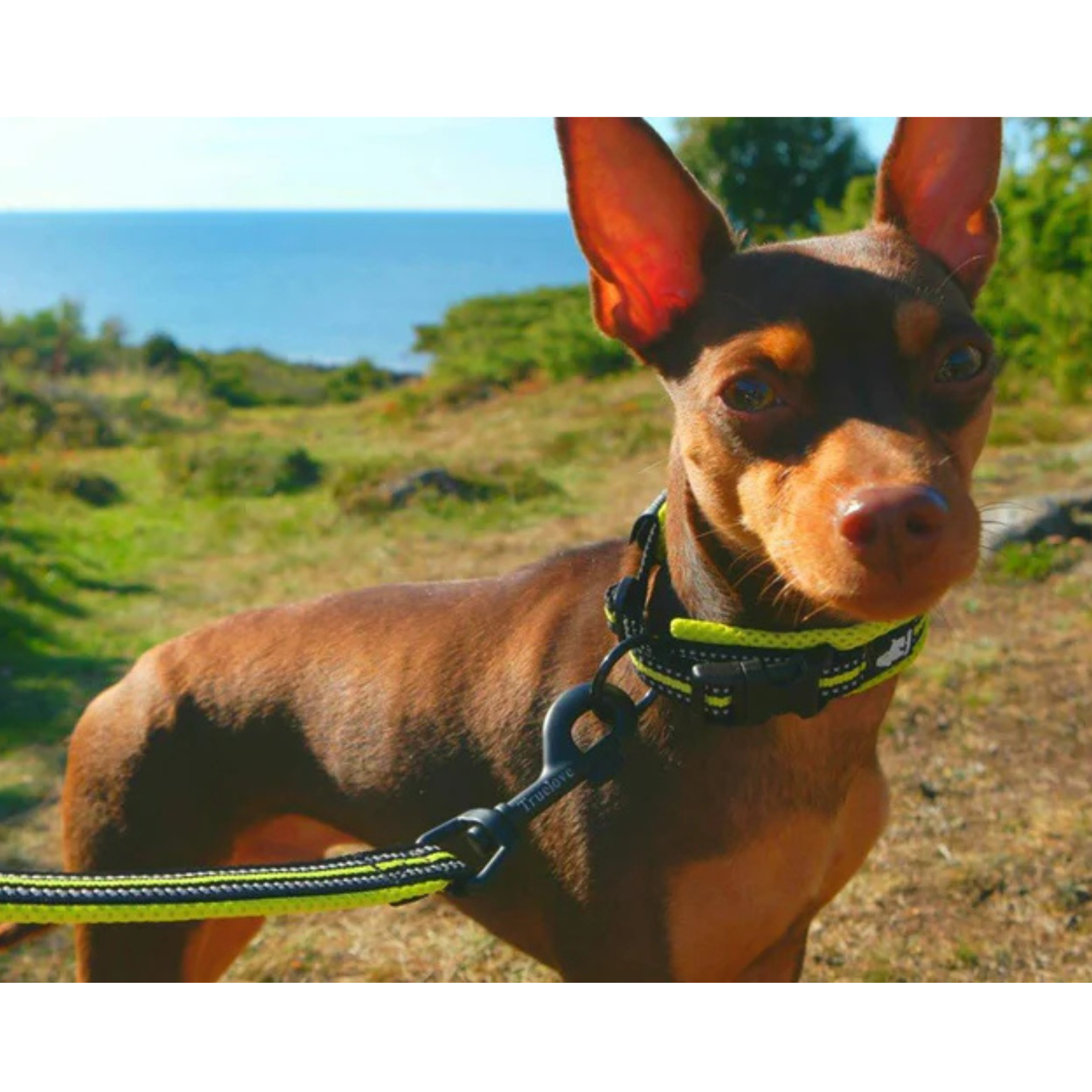 Heavy Duty Reflective Dog Collar - Black