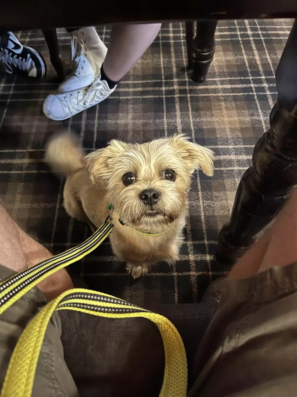 Reflective Pet Leash 2m - Orange